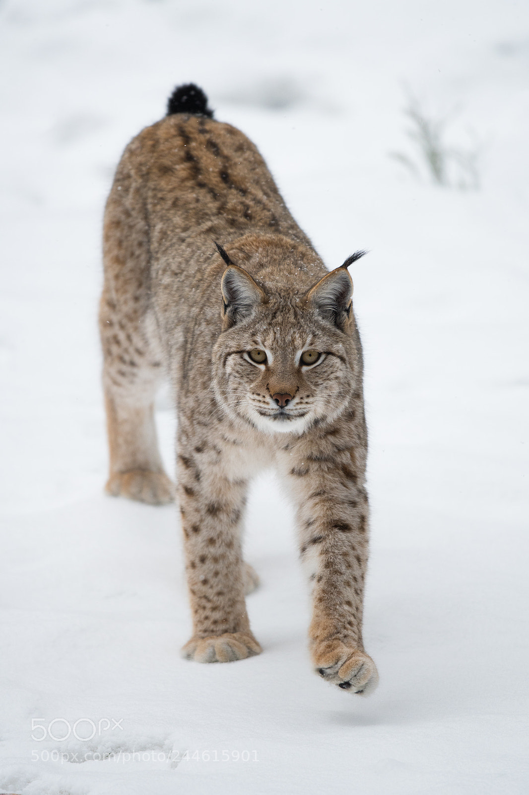 Nikon D500 sample photo. Luchs photography