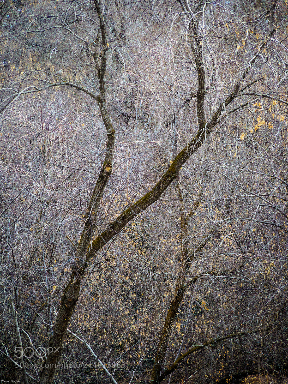 Olympus OM-D E-M1 Mark II sample photo. Branches in lace photography