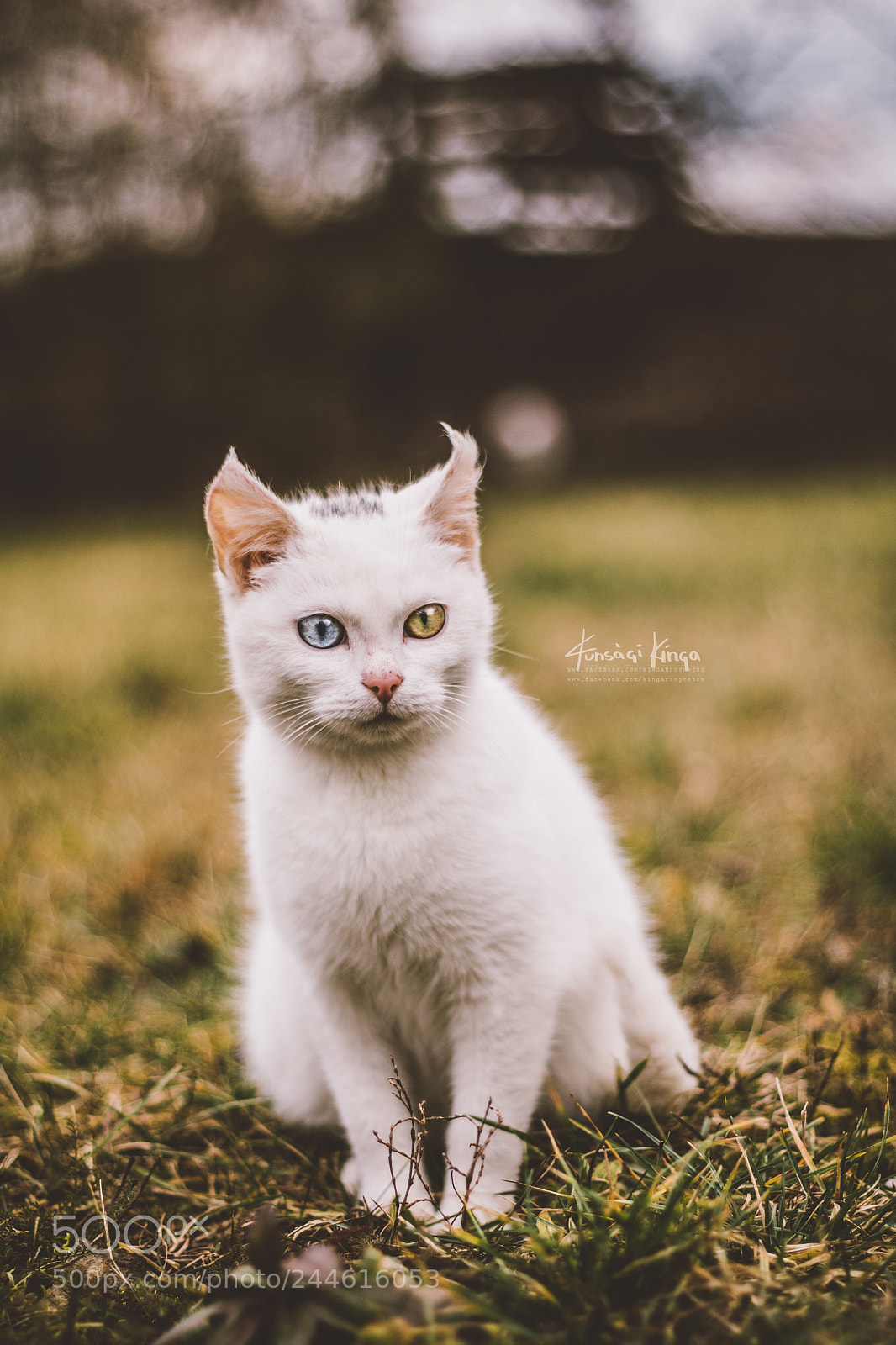 Canon EOS 760D (EOS Rebel T6s / EOS 8000D) sample photo. Zafír photography