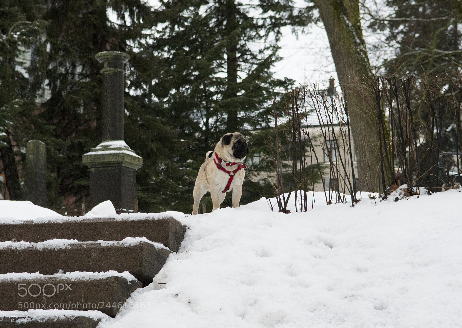 Nikon D500 sample photo. Simply frank photography