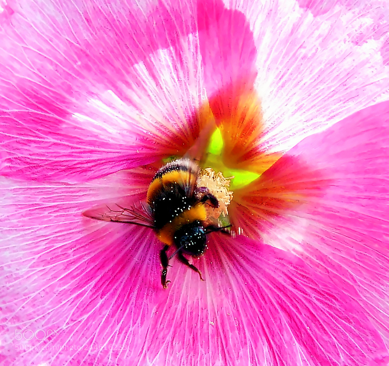 Panasonic Lumix DMC-FZ150 sample photo. Dxo dxo photography