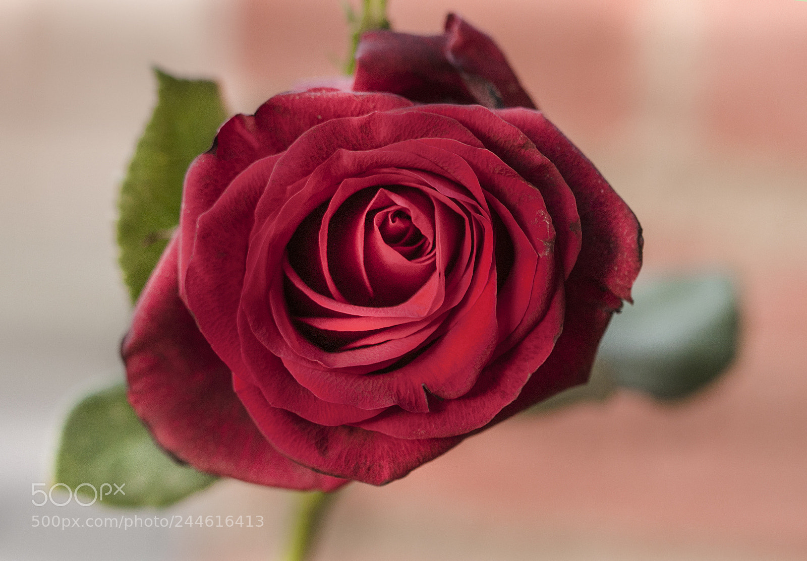 Canon EOS 50D sample photo. Rose photography
