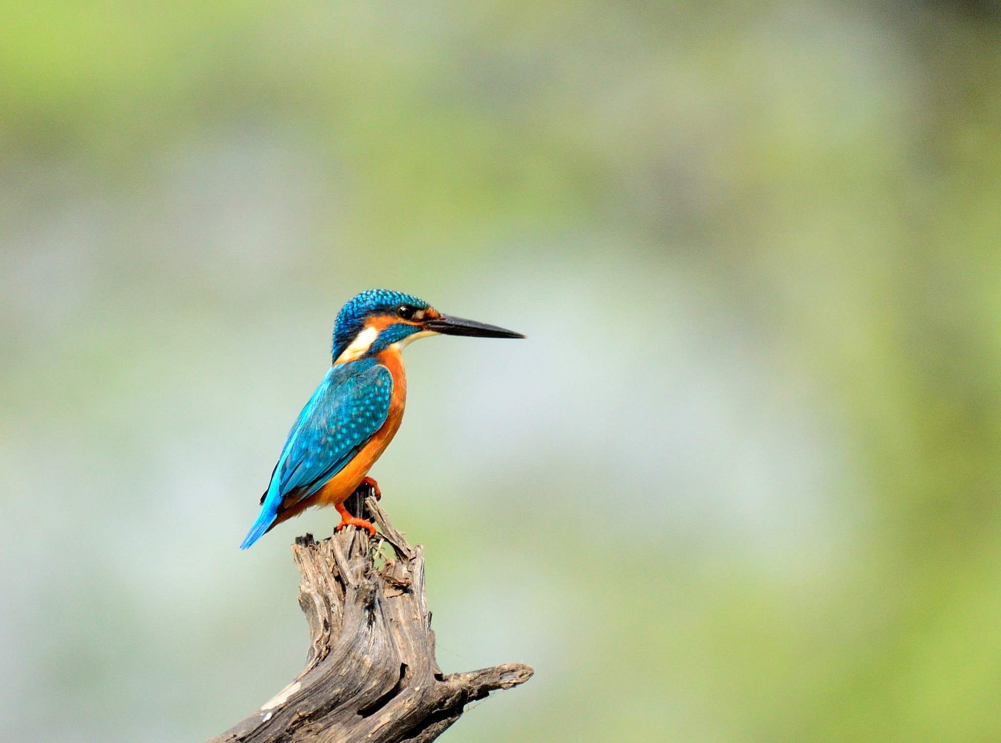 Nikon AF-S Nikkor 200-500mm F5.6E ED VR sample photo. Common kingfisher photography