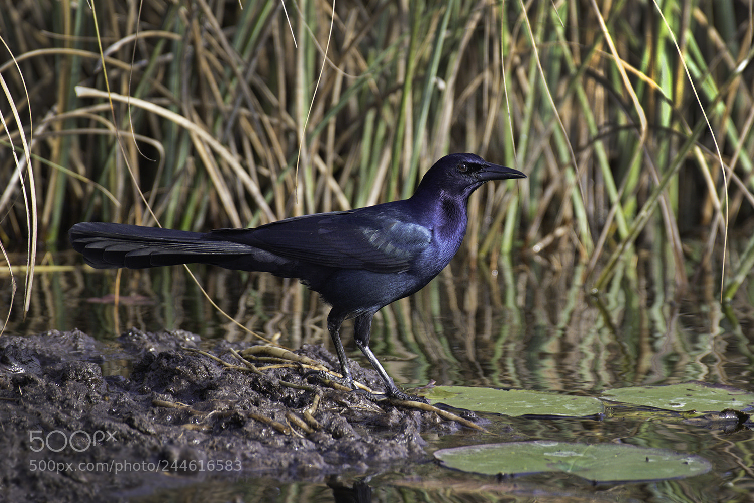 Pentax K-1 sample photo. Great-tailed grackle photography