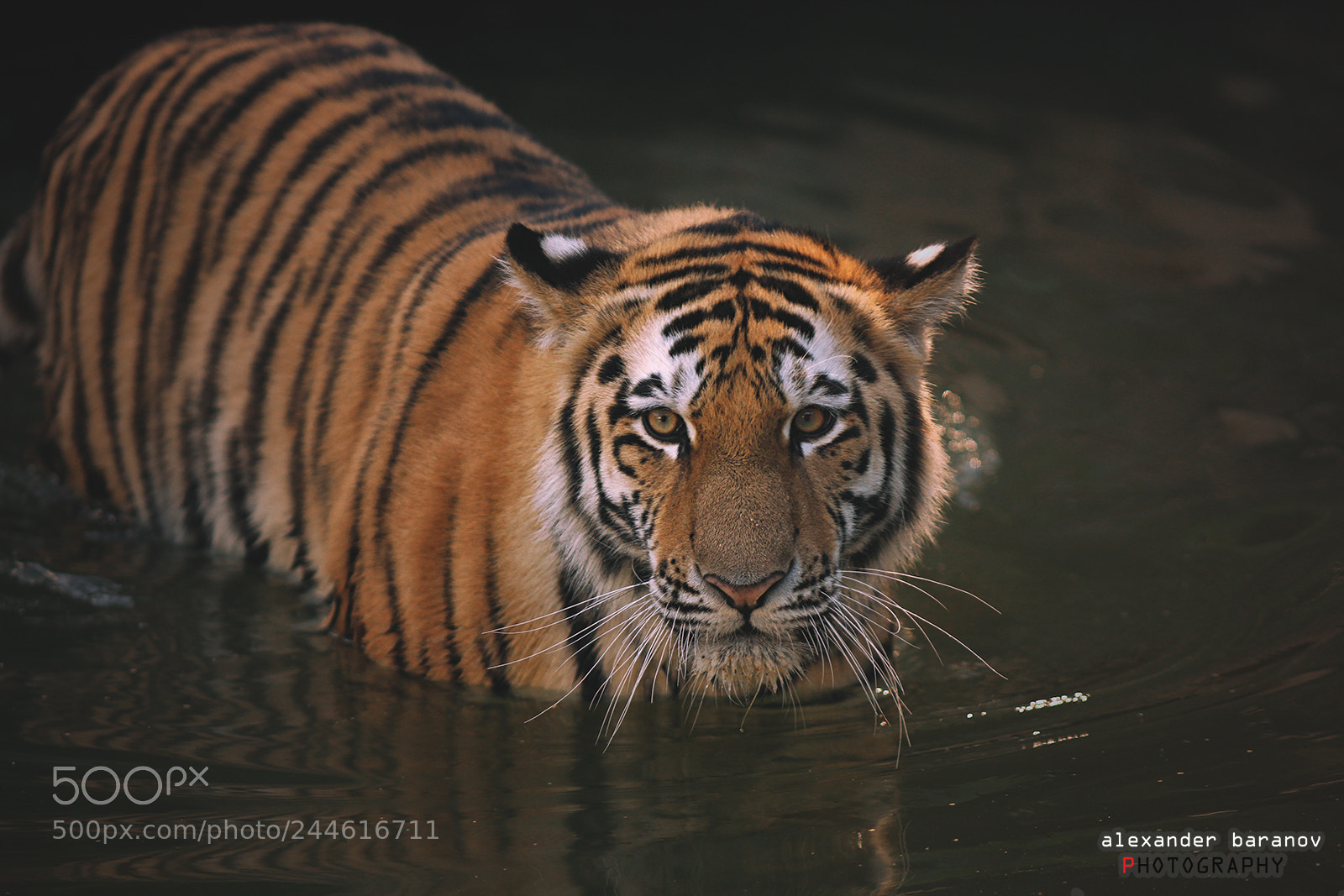 Canon EOS 60D sample photo. Tiger the king iv photography