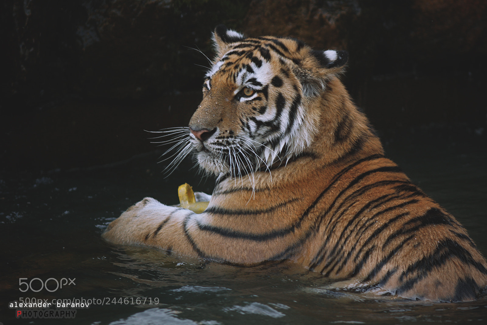 Canon EOS 60D sample photo. Tiger the king v photography