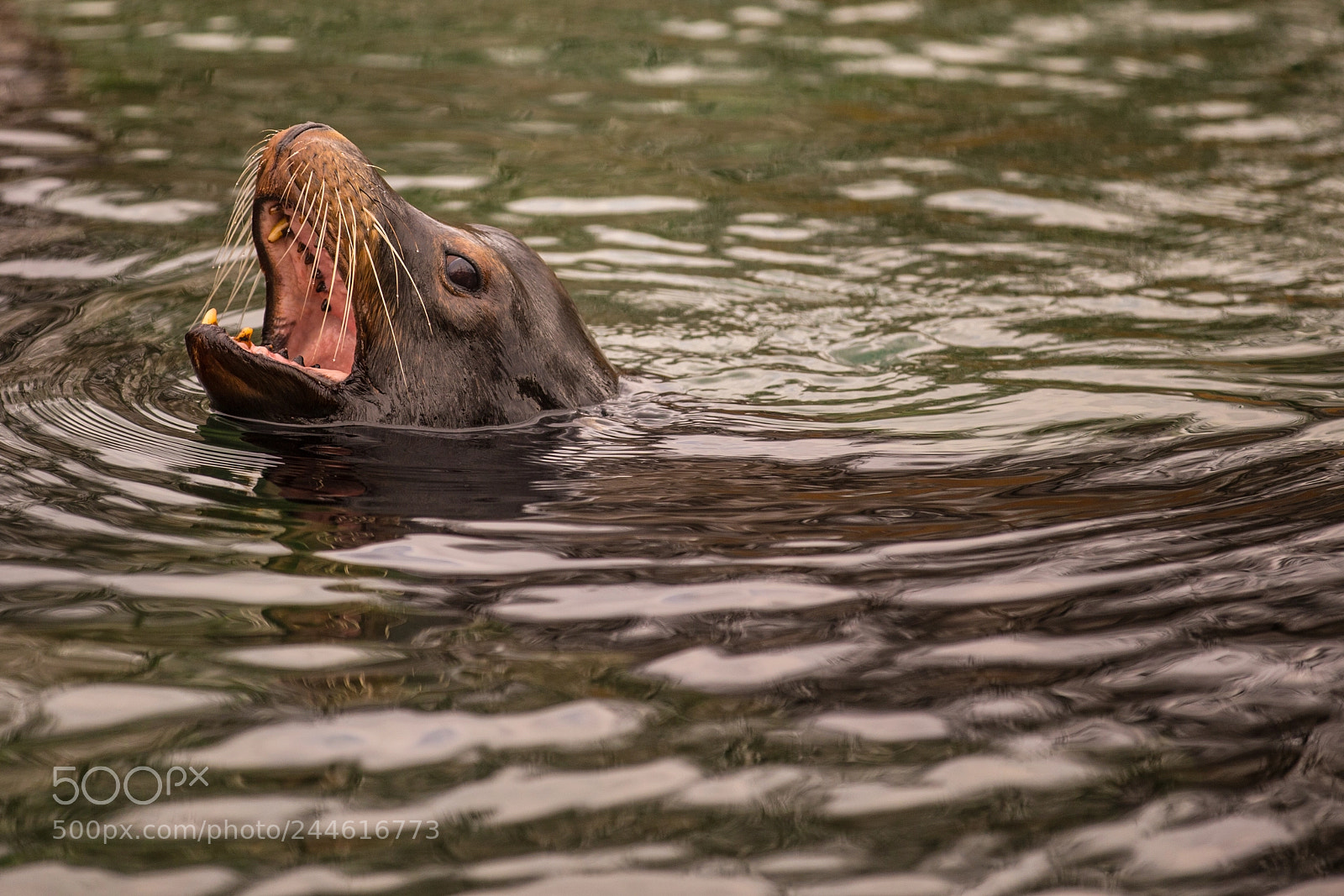 Canon EOS-1D X sample photo. Hungry sea lion photography
