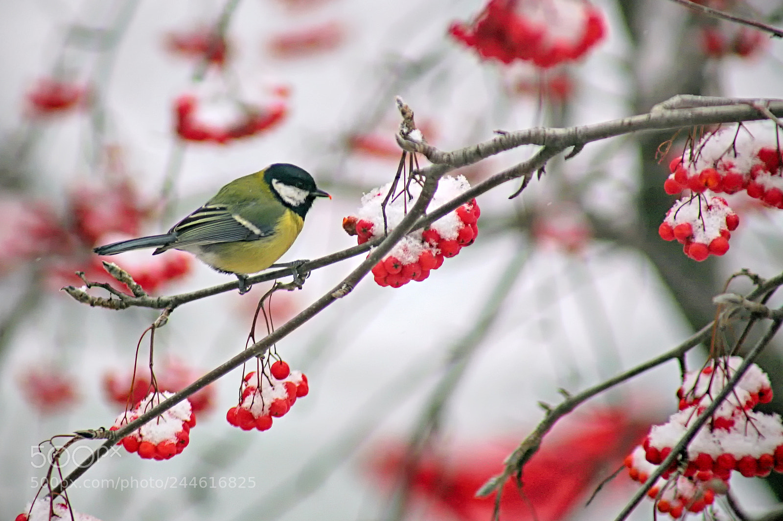 Canon EOS 5D sample photo. Parus major ii photography