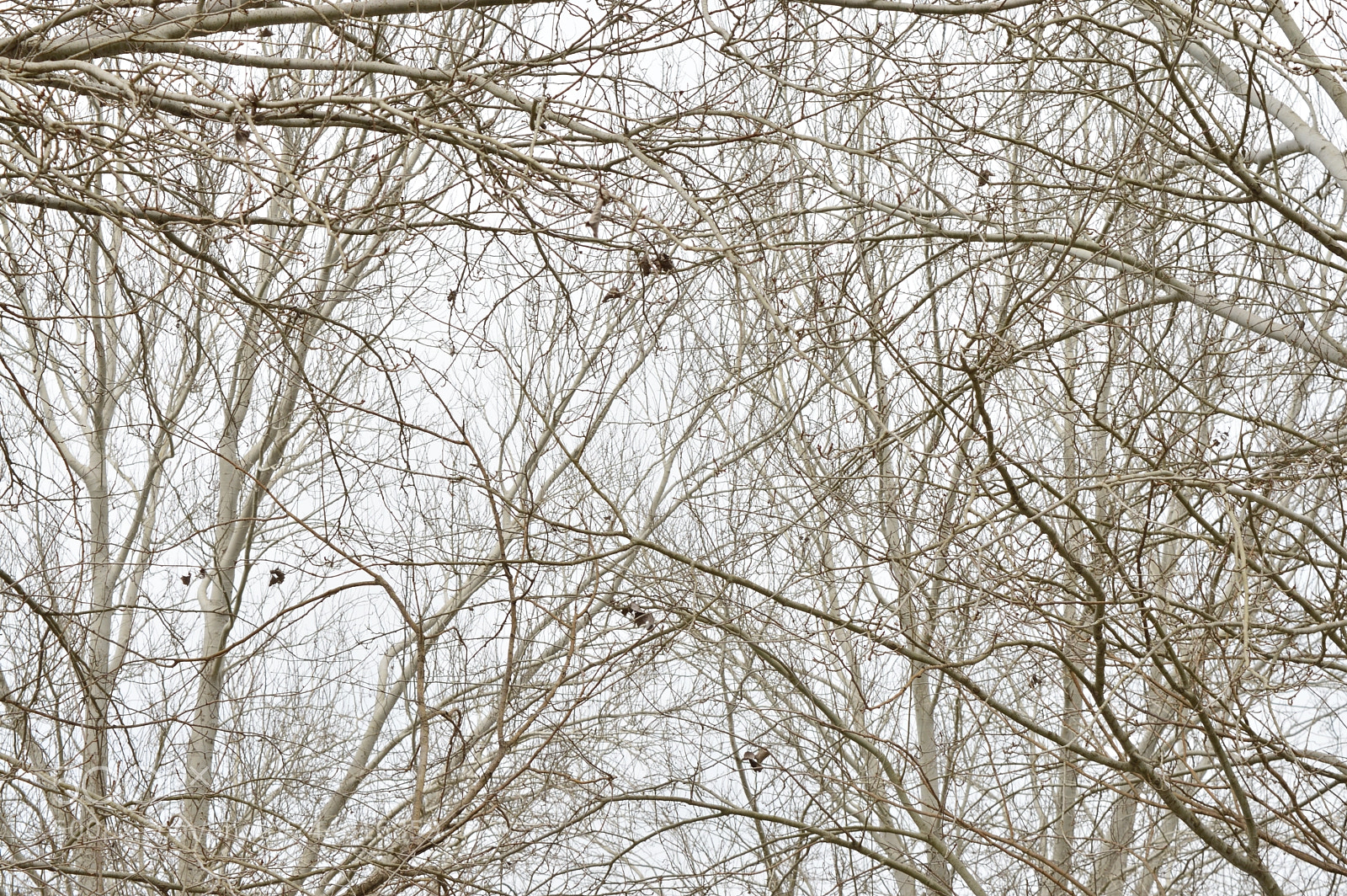 Nikon D3200 sample photo. Entrelazados photography