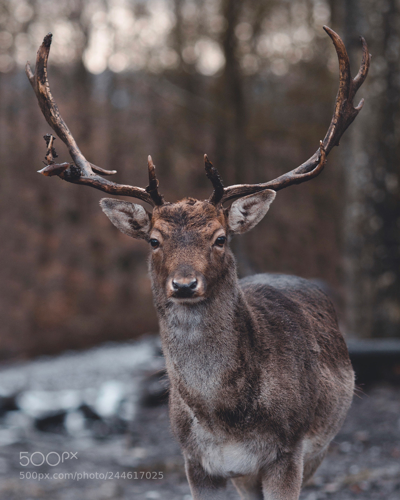 Nikon D500 sample photo. Majestic headdress. photography