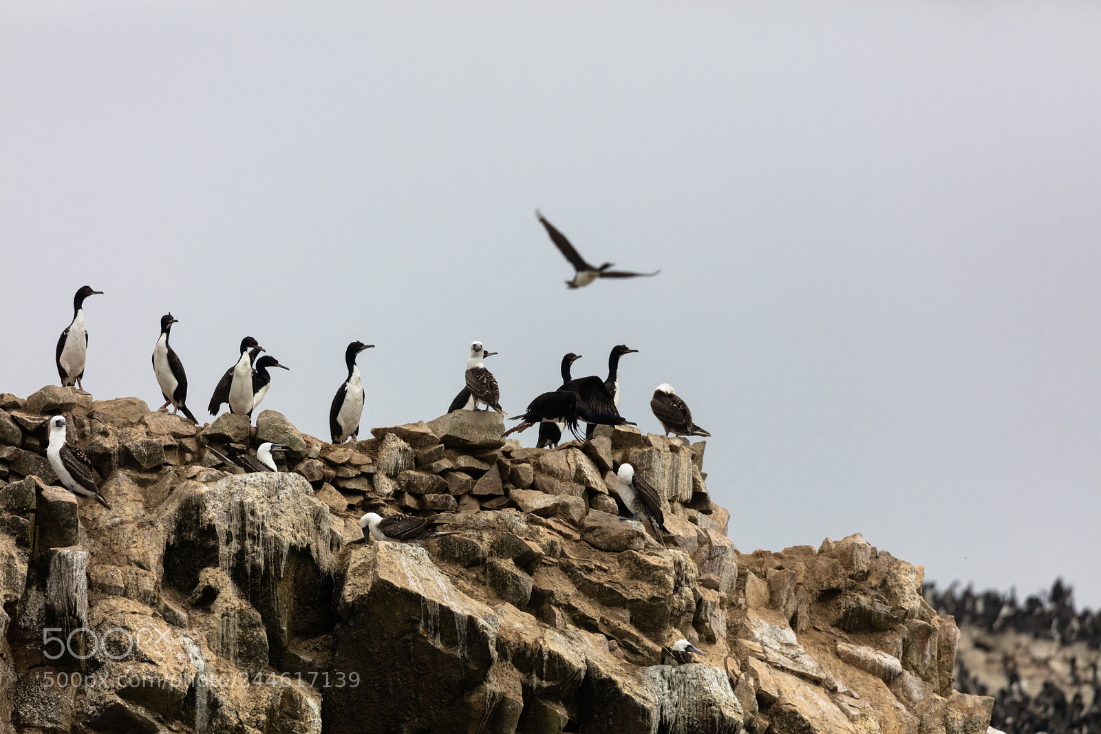Canon EOS 5DS R sample photo. Ballestas islands, perù photography