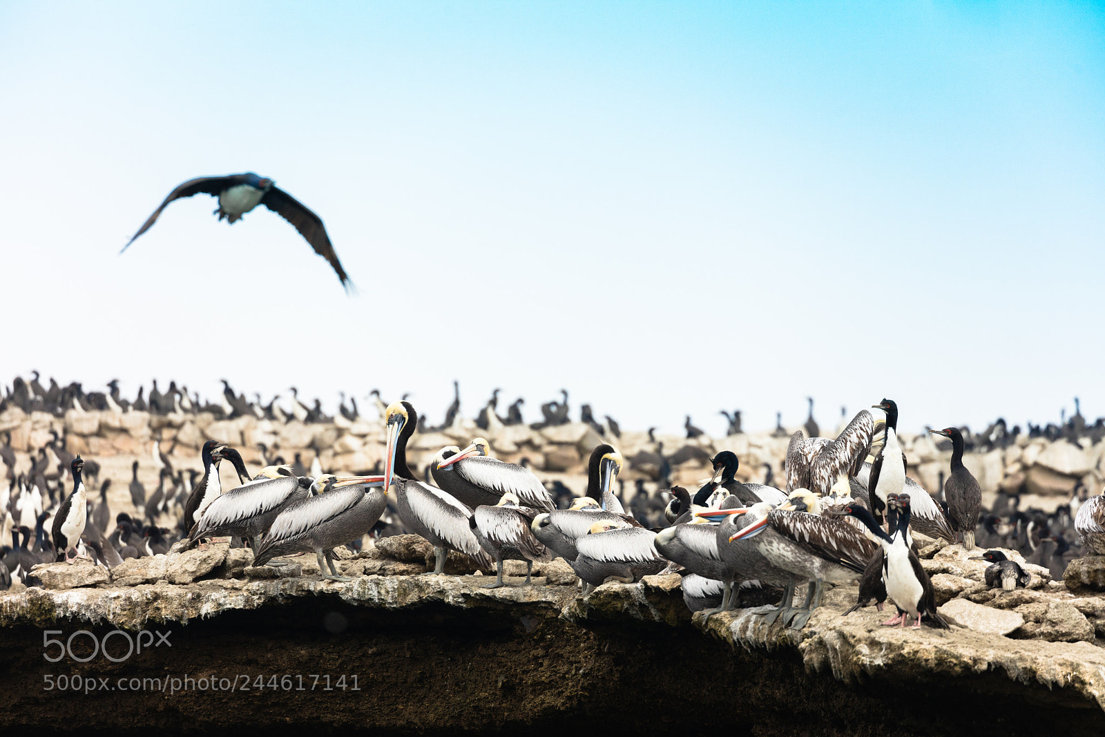 Canon EOS 5DS R sample photo. Ballestas islands, perù photography