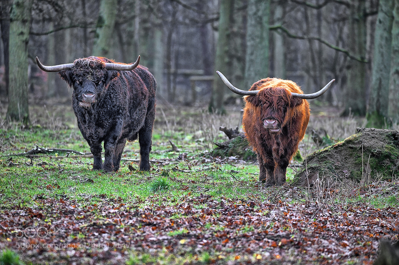 Nikon D850 sample photo. Longhorn photography
