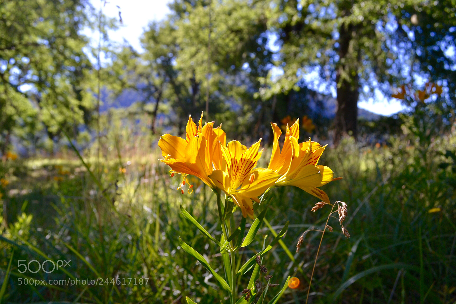 Nikon D3100 sample photo. Alstroemeria aurea photography