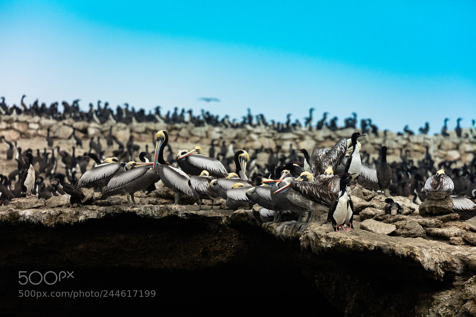Canon EOS 5DS R sample photo. Ballestas islands, perù photography
