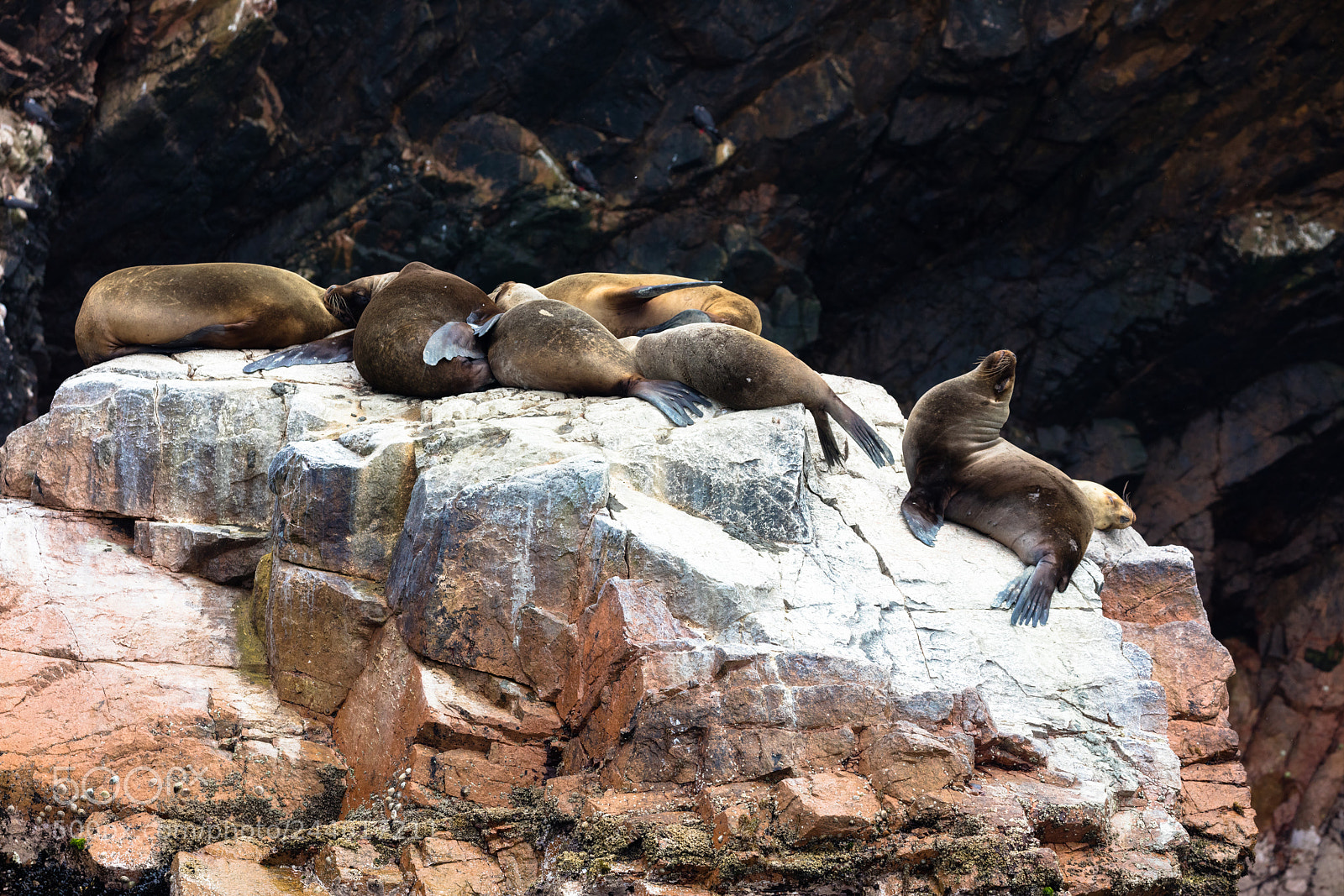 Canon EOS 5DS R sample photo. Ballestas islands, perù photography