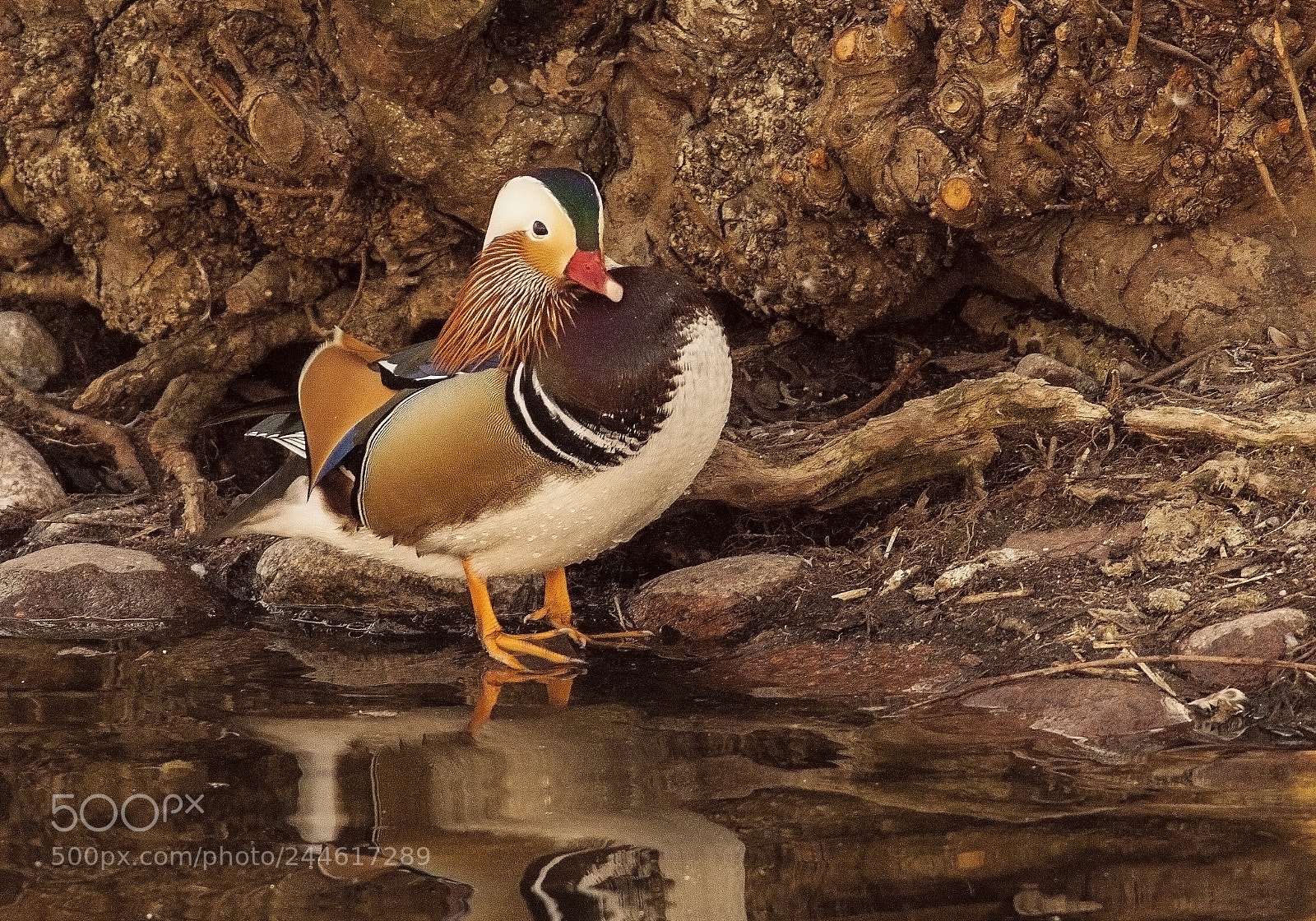 Canon EOS 50D sample photo. The mandarin duck looking photography