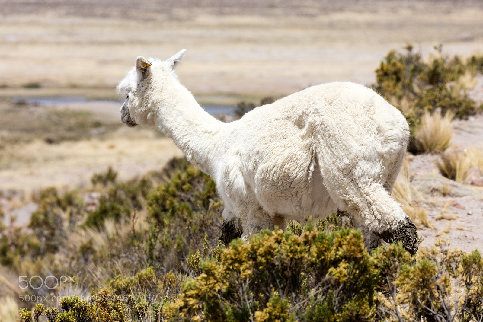Canon EOS 5DS R sample photo. Alpacas in andes photography