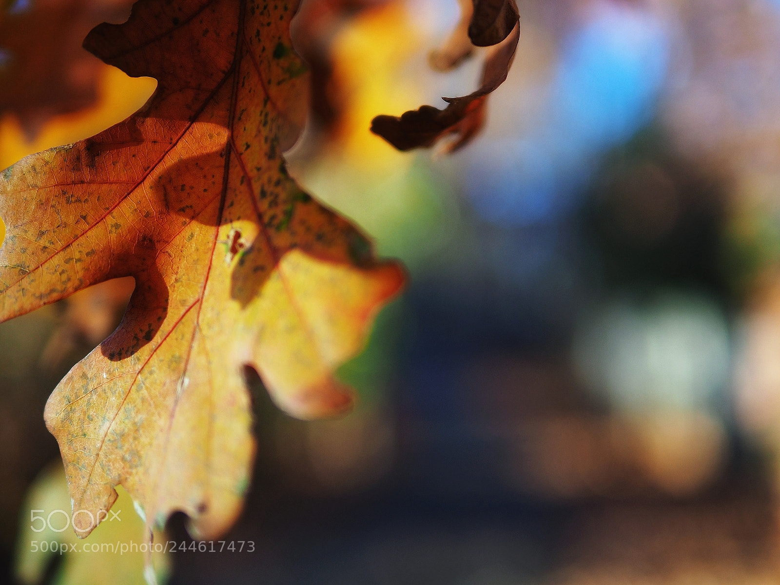 Olympus OM-D E-M10 II sample photo. Fall foliage photography