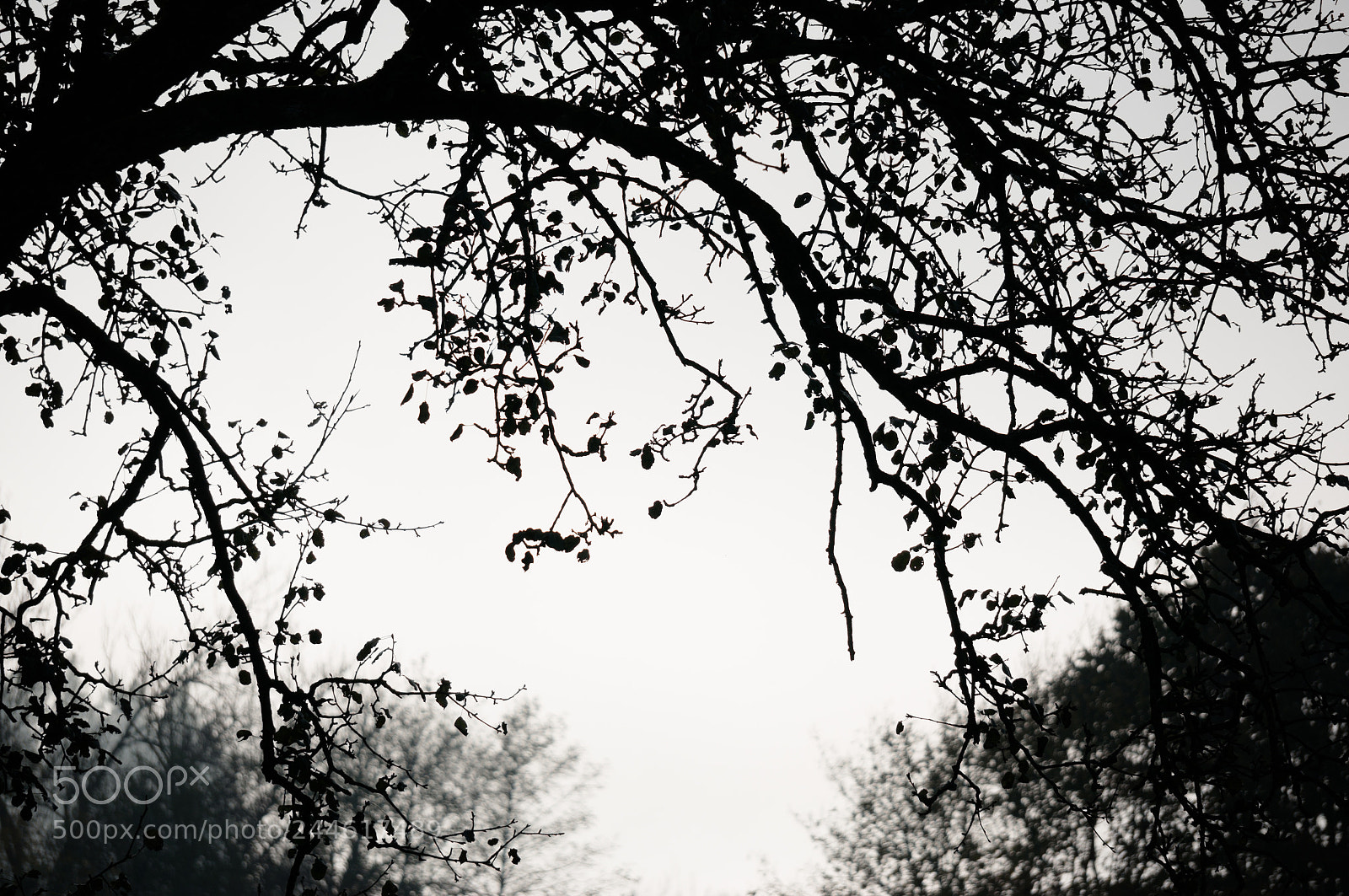 Sony Alpha NEX-5R sample photo. Tinfoil photography