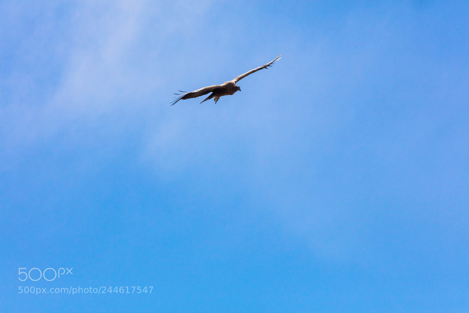 Canon EOS 5DS R sample photo. Condor flying  in peru photography
