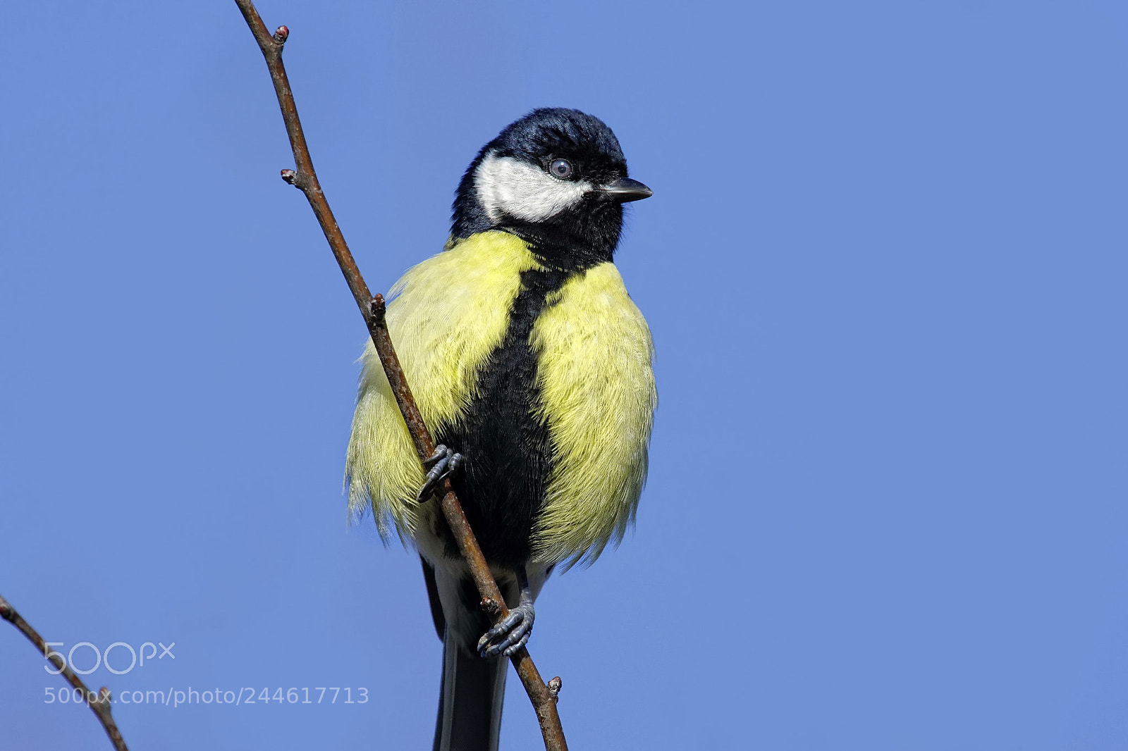 Sony ILCA-77M2 sample photo. Gerat tit/parus major photography