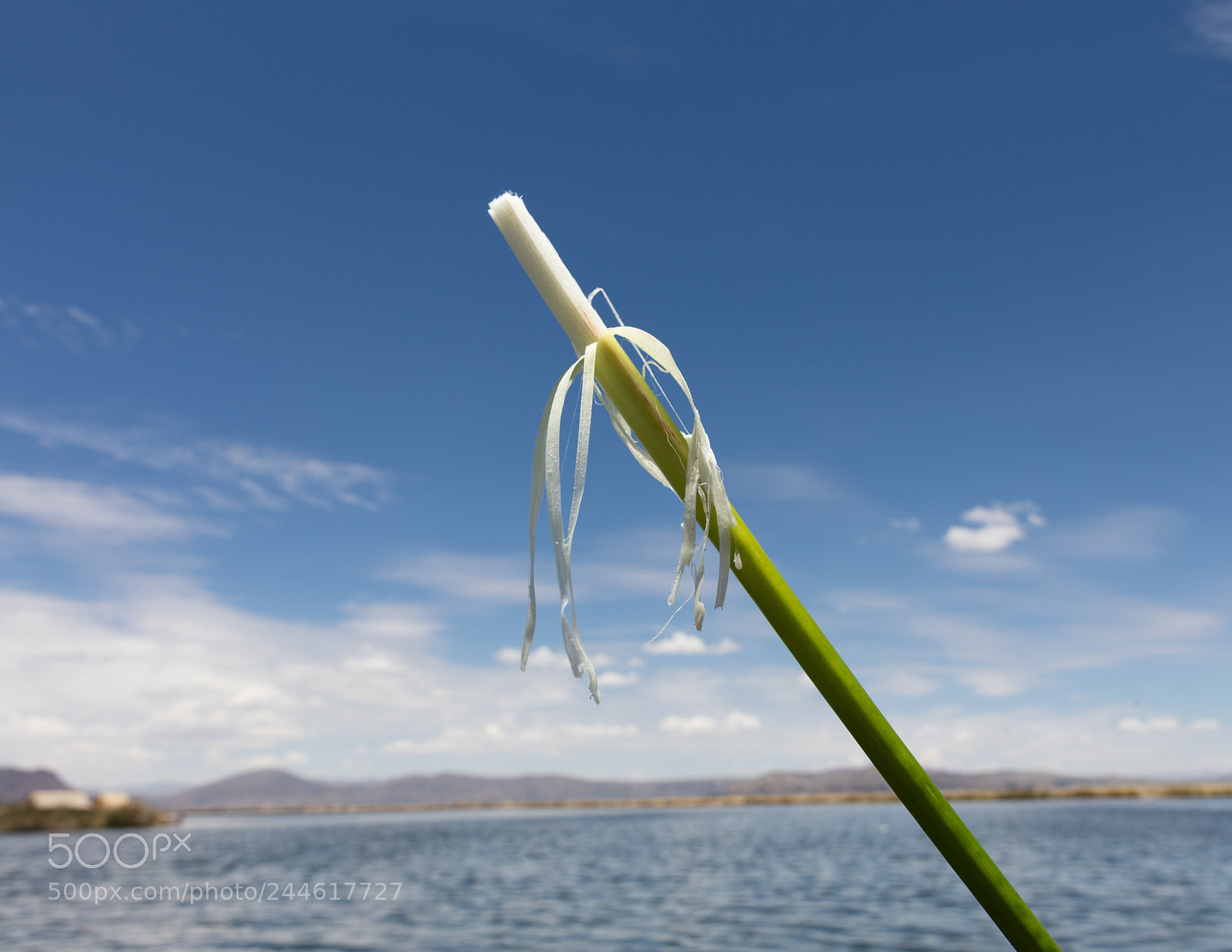 Canon EOS 5DS R sample photo. Fresh edible totora rod photography