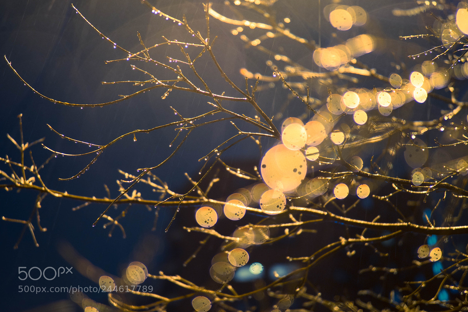 Olympus OM-D E-M1 Mark II sample photo. Winter rain photography
