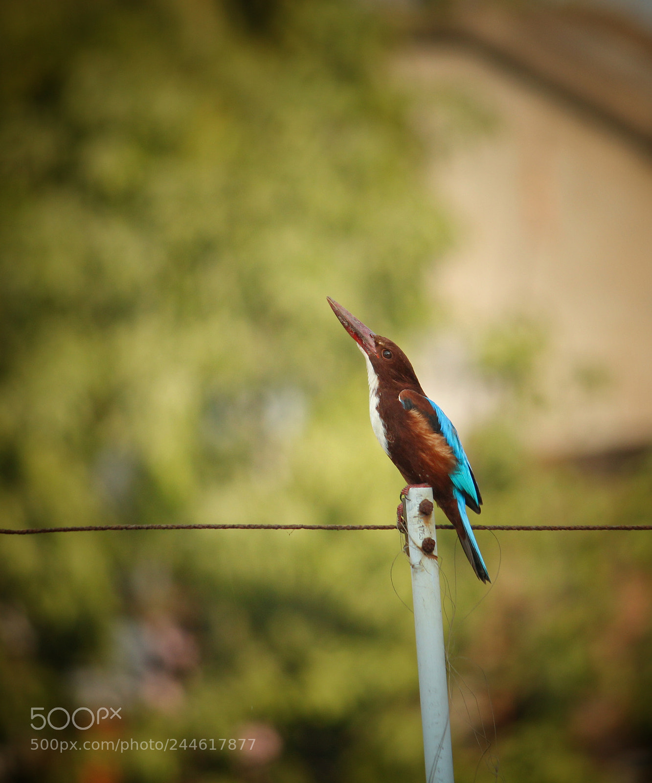 Canon EOS 1200D (EOS Rebel T5 / EOS Kiss X70 / EOS Hi) sample photo. Kingfisher. photography