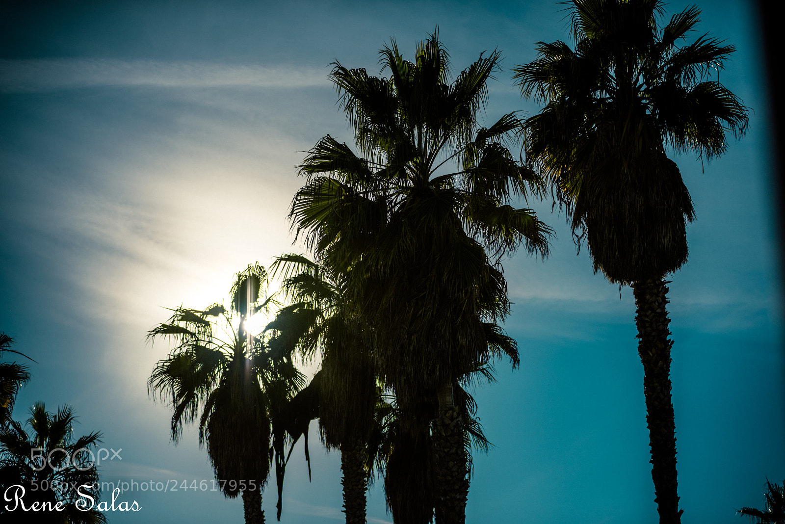 Nikon D810 sample photo. Venicebeach2 photography