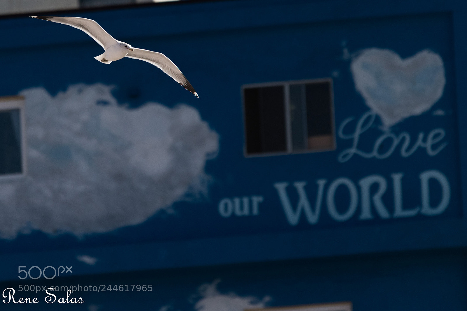 Nikon D810 sample photo. Venicebeach-loveourworld-color photography