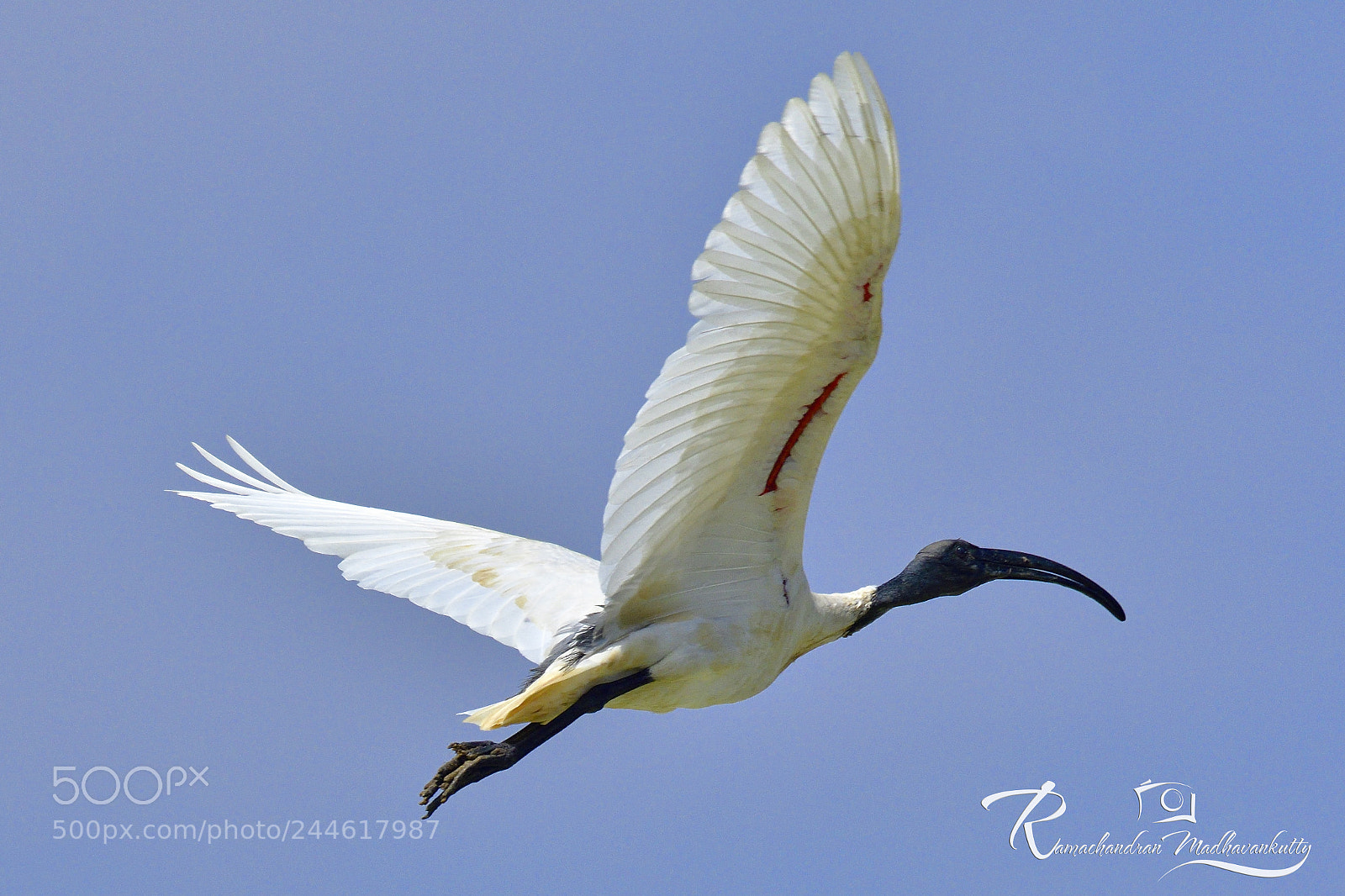 Nikon D500 sample photo. The black-headed ibis photography