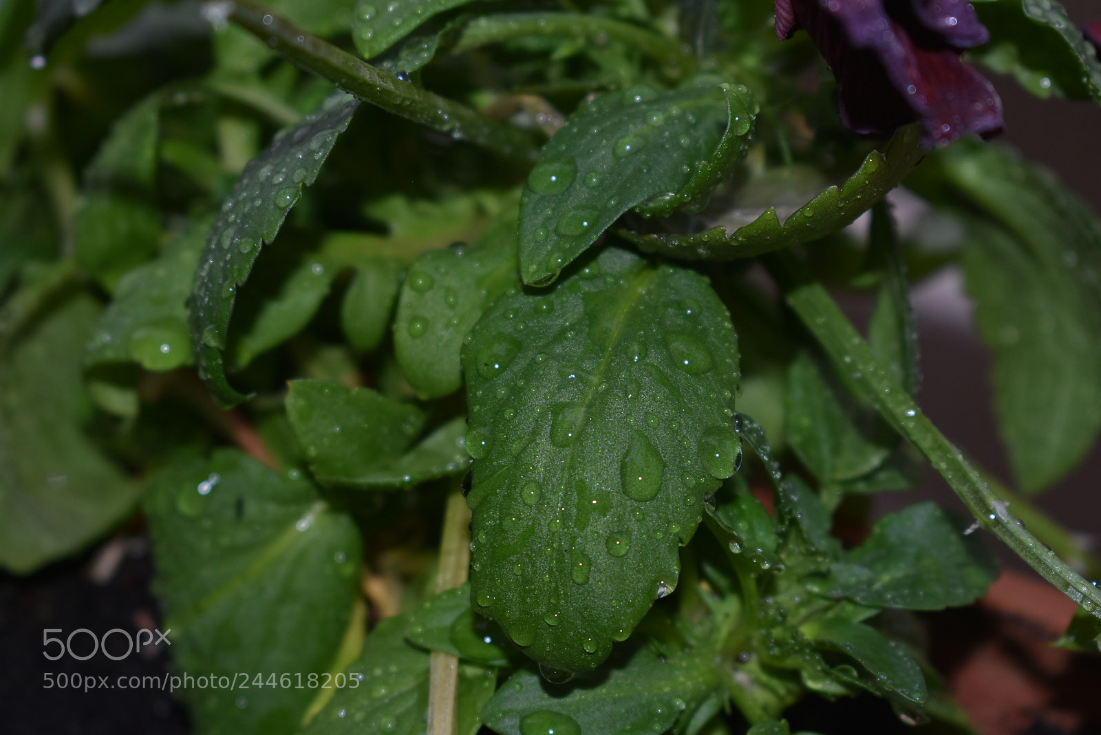 Nikon D3400 sample photo. Dsc photography