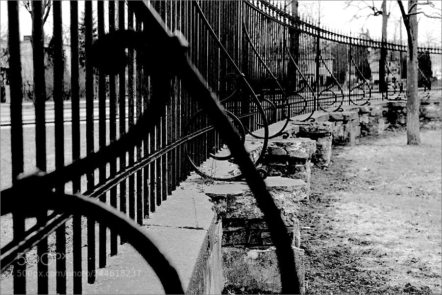 Nikon D610 sample photo. Fence photography