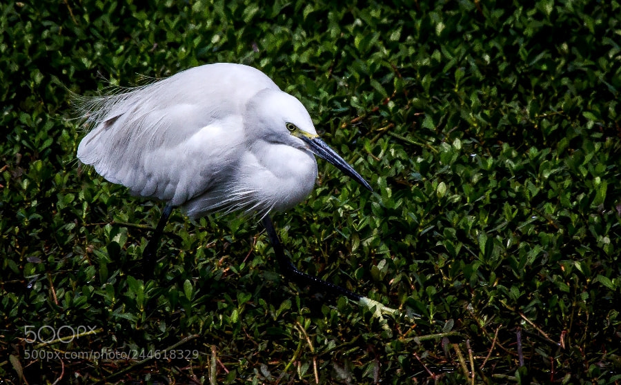 Canon EOS 1200D (EOS Rebel T5 / EOS Kiss X70 / EOS Hi) sample photo. Egret photography