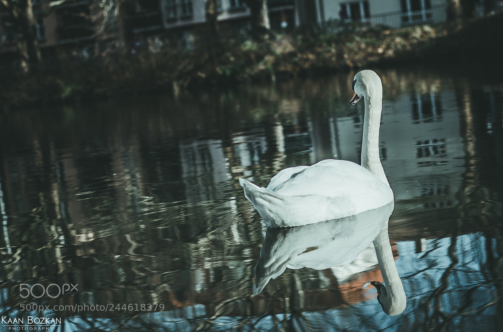 Nikon D5100 sample photo. Cool swan photography