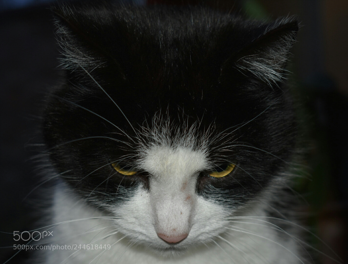 Nikon D3400 sample photo. Dark angel photography
