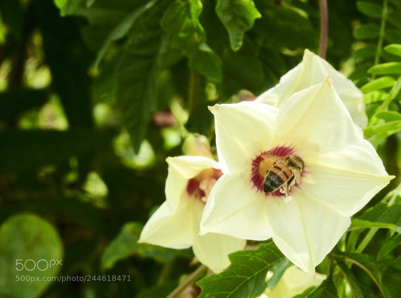 Panasonic DMC-FZ50 sample photo. Bee job photography