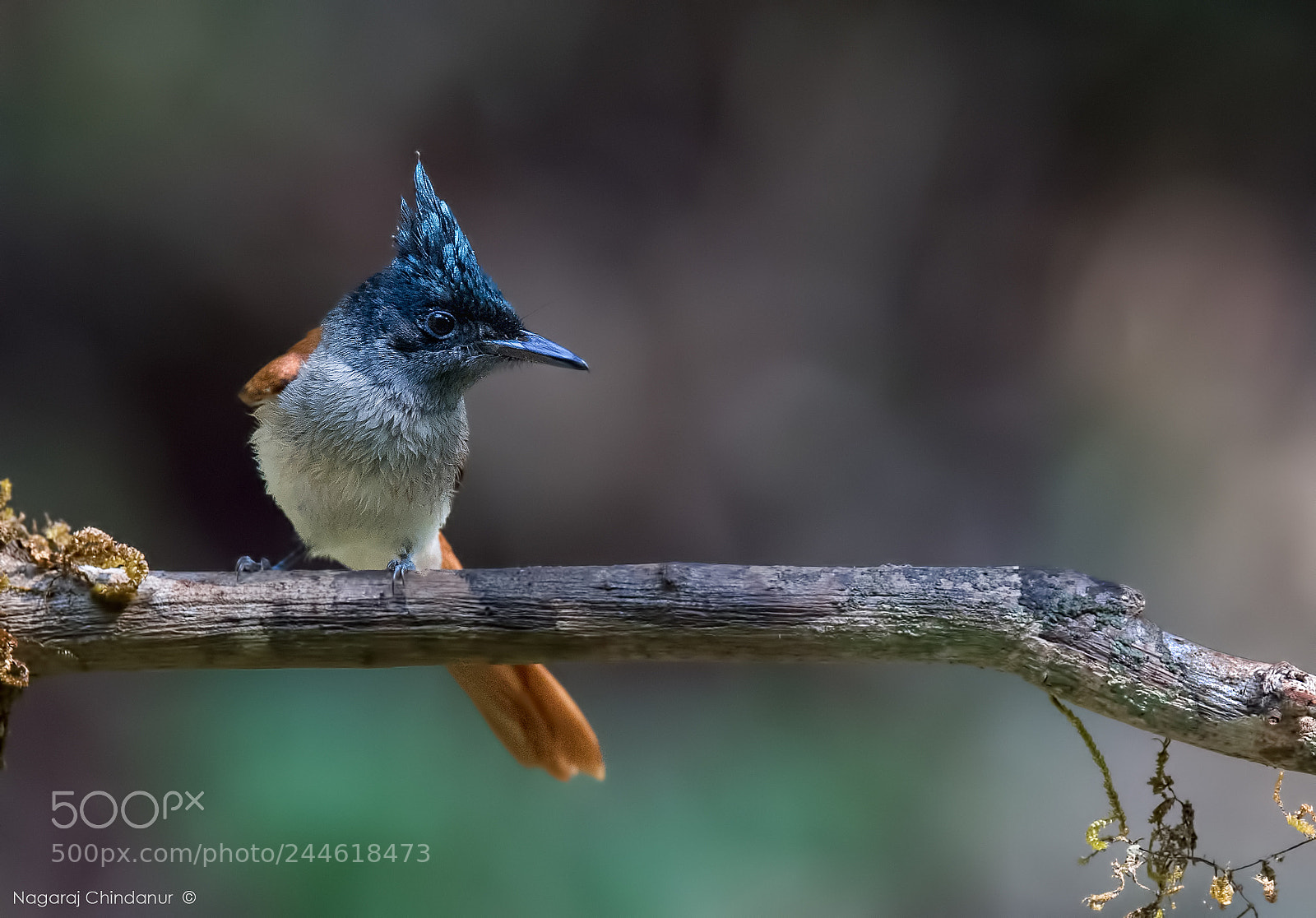 Nikon D5 sample photo. Ap flycatcher photography