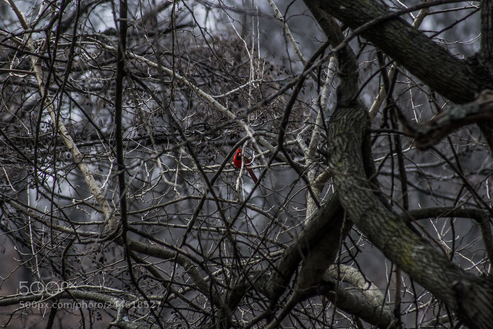 Canon EOS 1200D (EOS Rebel T5 / EOS Kiss X70 / EOS Hi) sample photo. Red bird photography