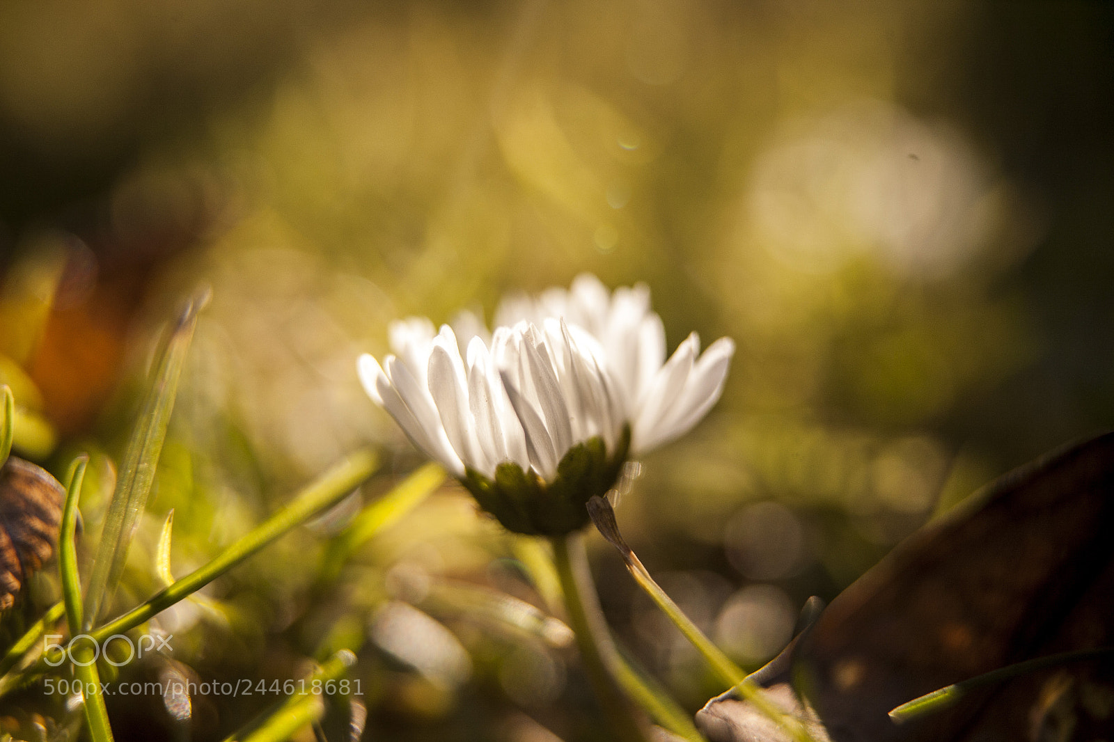 Canon EOS 5D sample photo. A little touch photography