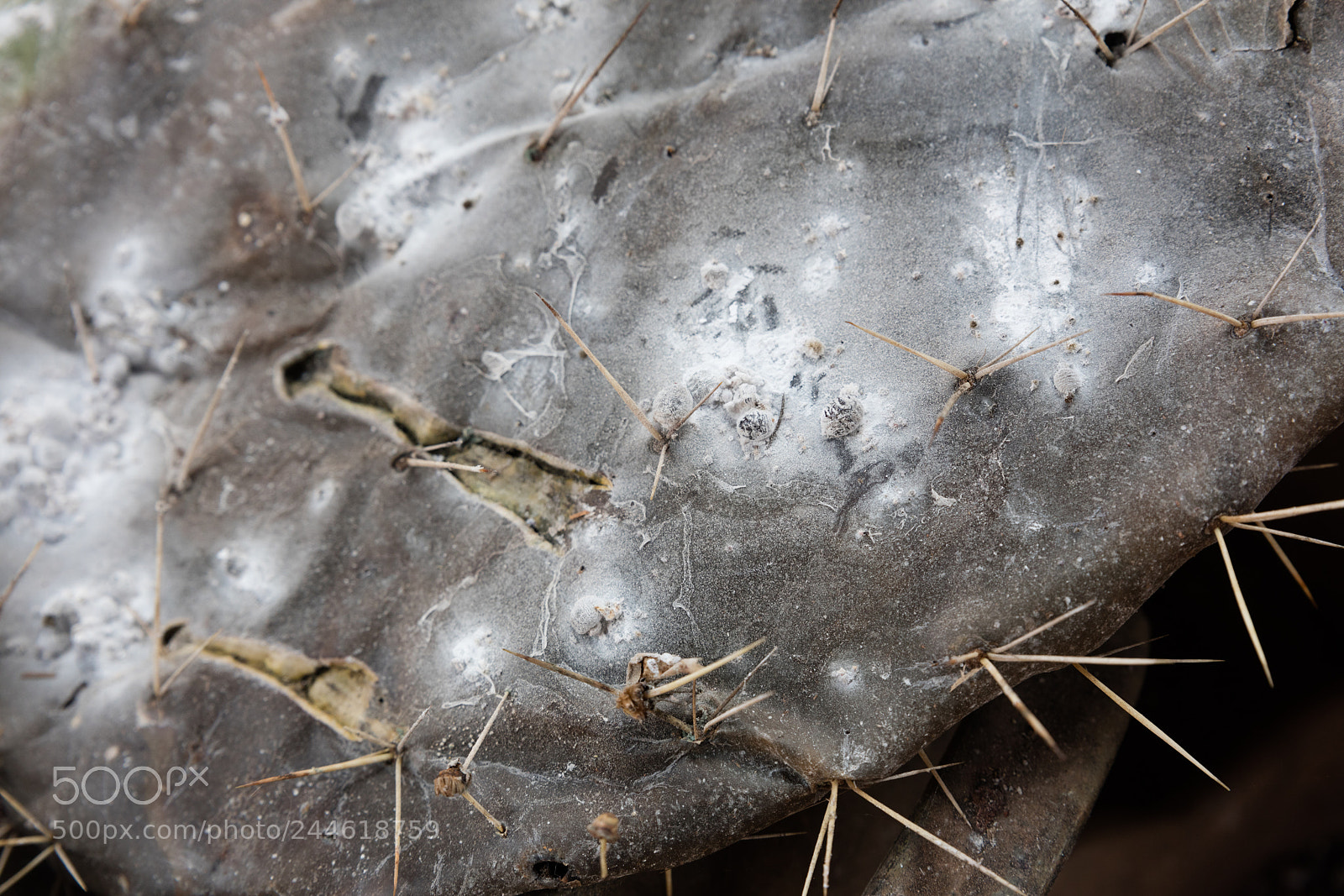Canon EOS 5DS R sample photo. Cottony cushion scale photography