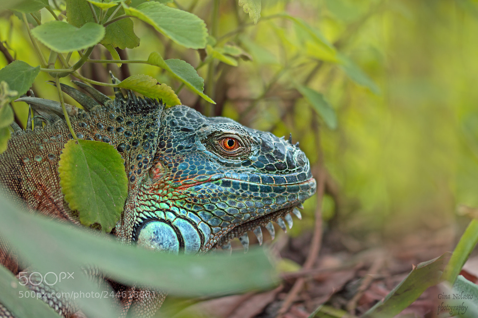 Nikon D3200 sample photo. Godzilla photography