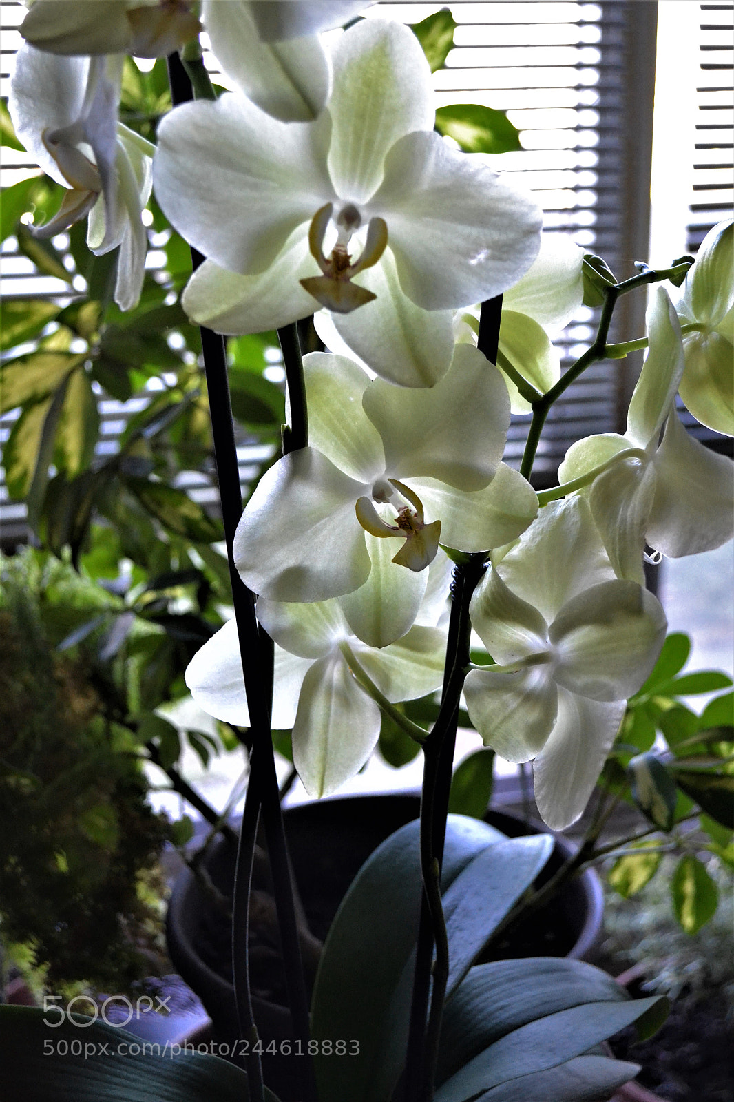 Nikon D3100 sample photo. () photography
