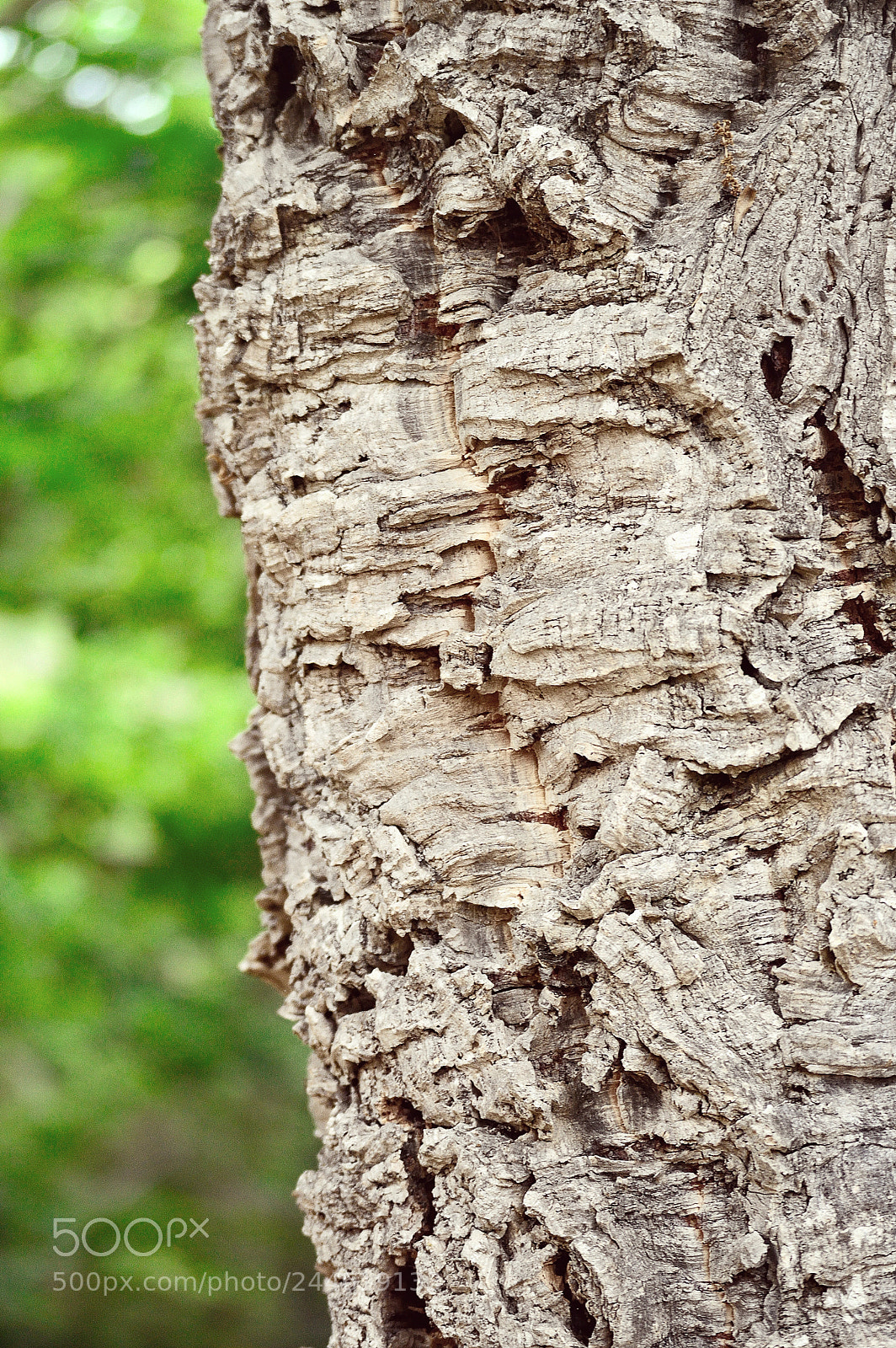 Nikon D3200 sample photo. Cork oak trunk photography