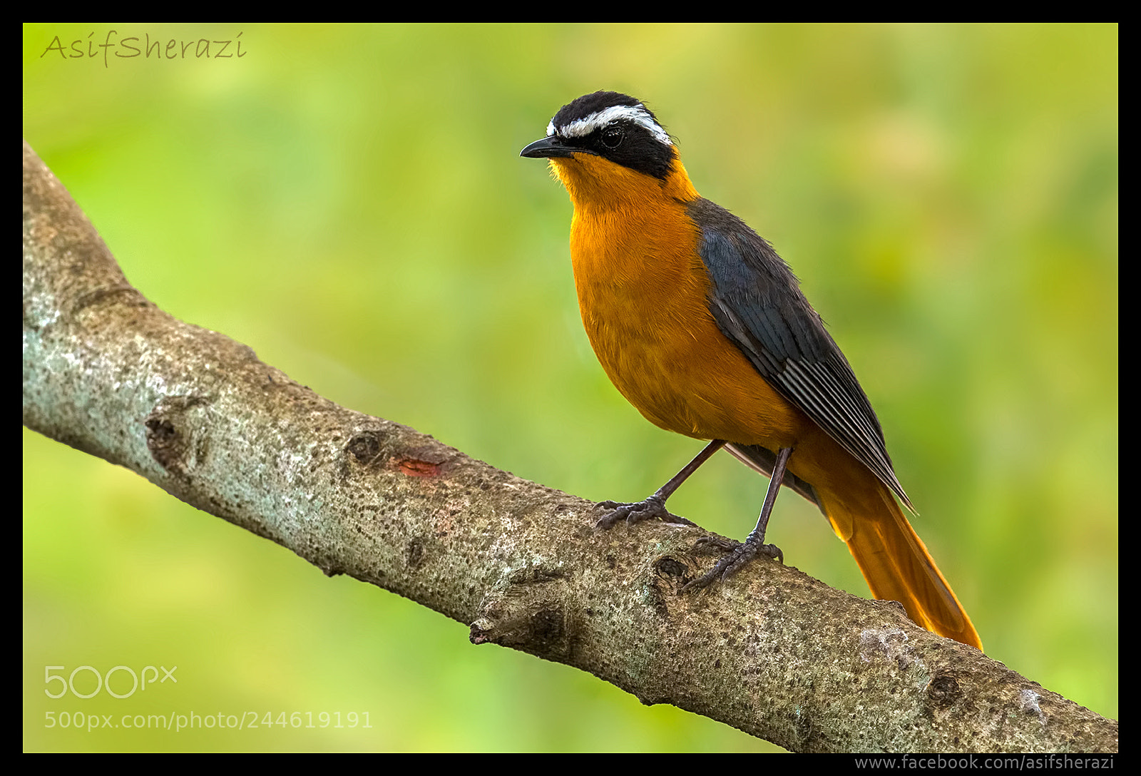 Nikon D5 sample photo. Beauty of the nature photography