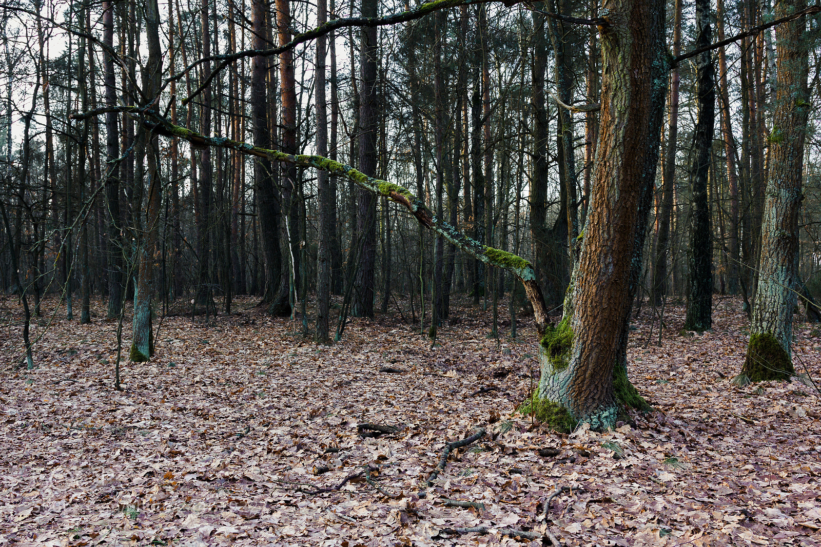 Canon EOS 60D sample photo. 210118 #1 photography