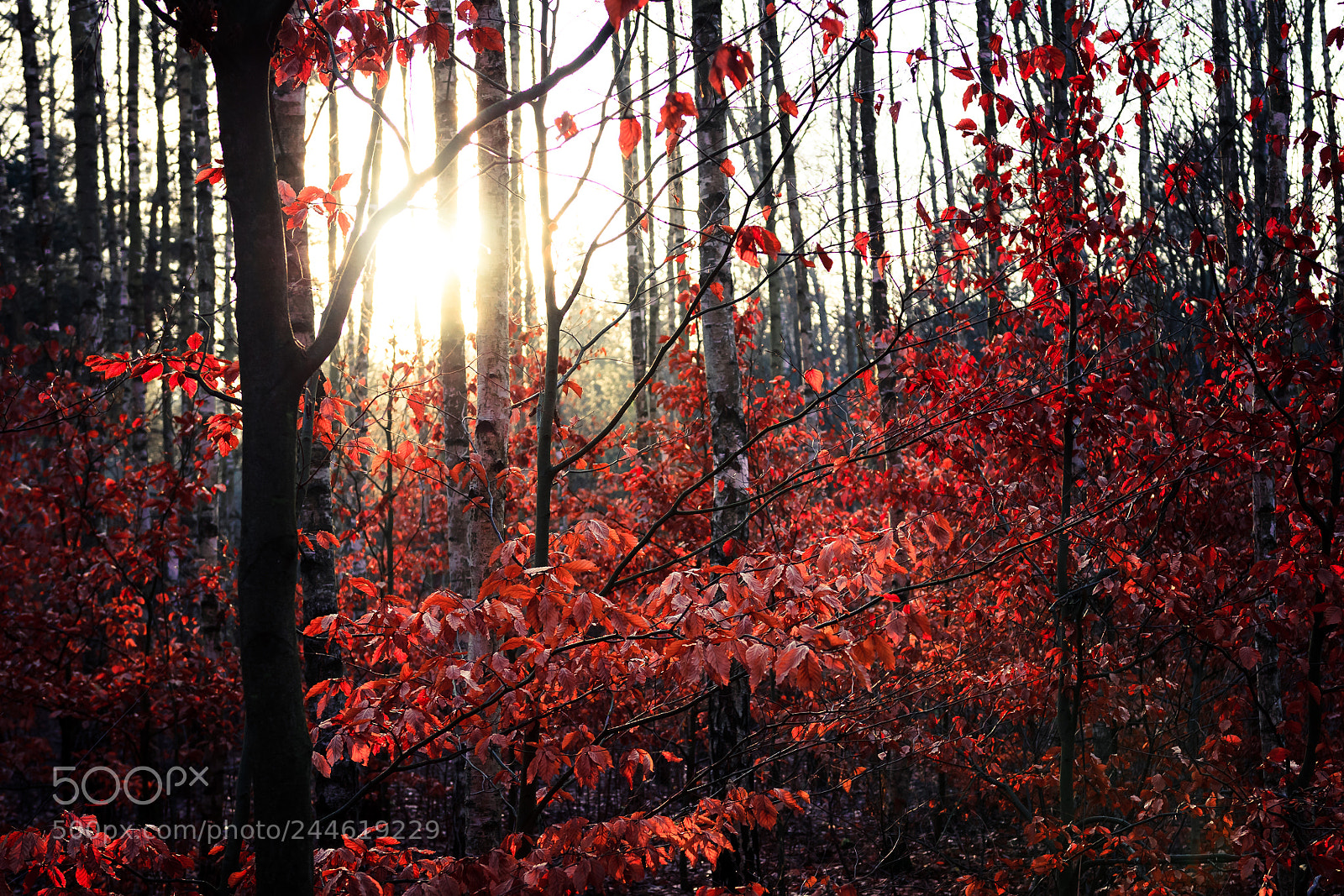 Canon EOS 60D sample photo. 210118 #2 photography