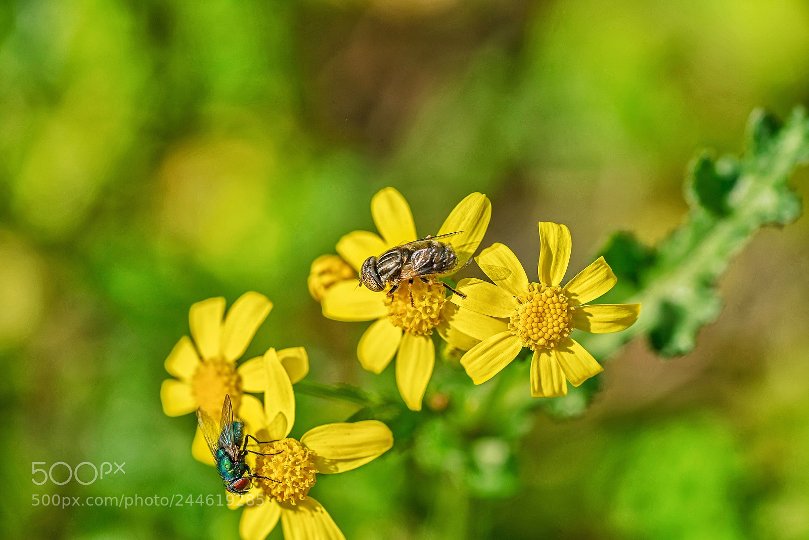 Sony a7R II sample photo. Sunny photography