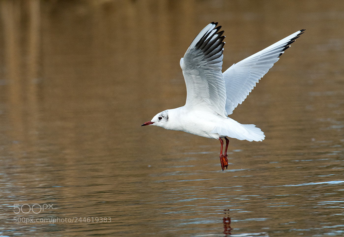 Nikon D500 sample photo. Black headed gull chroicocephalus photography